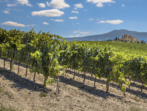 World-renowned wine region