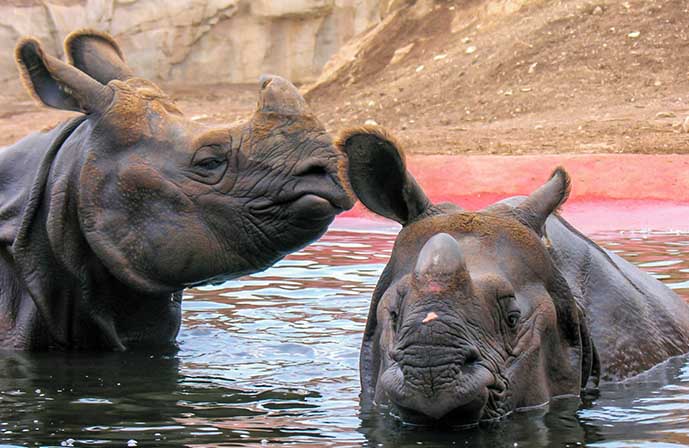 //www.jet2holidays.com/-/media/assets/product images - custom overview groups/alc/magic natura/terra/alc72808magicnaturaanimalwaterparkpolynesianlodgeresort032102.jpg