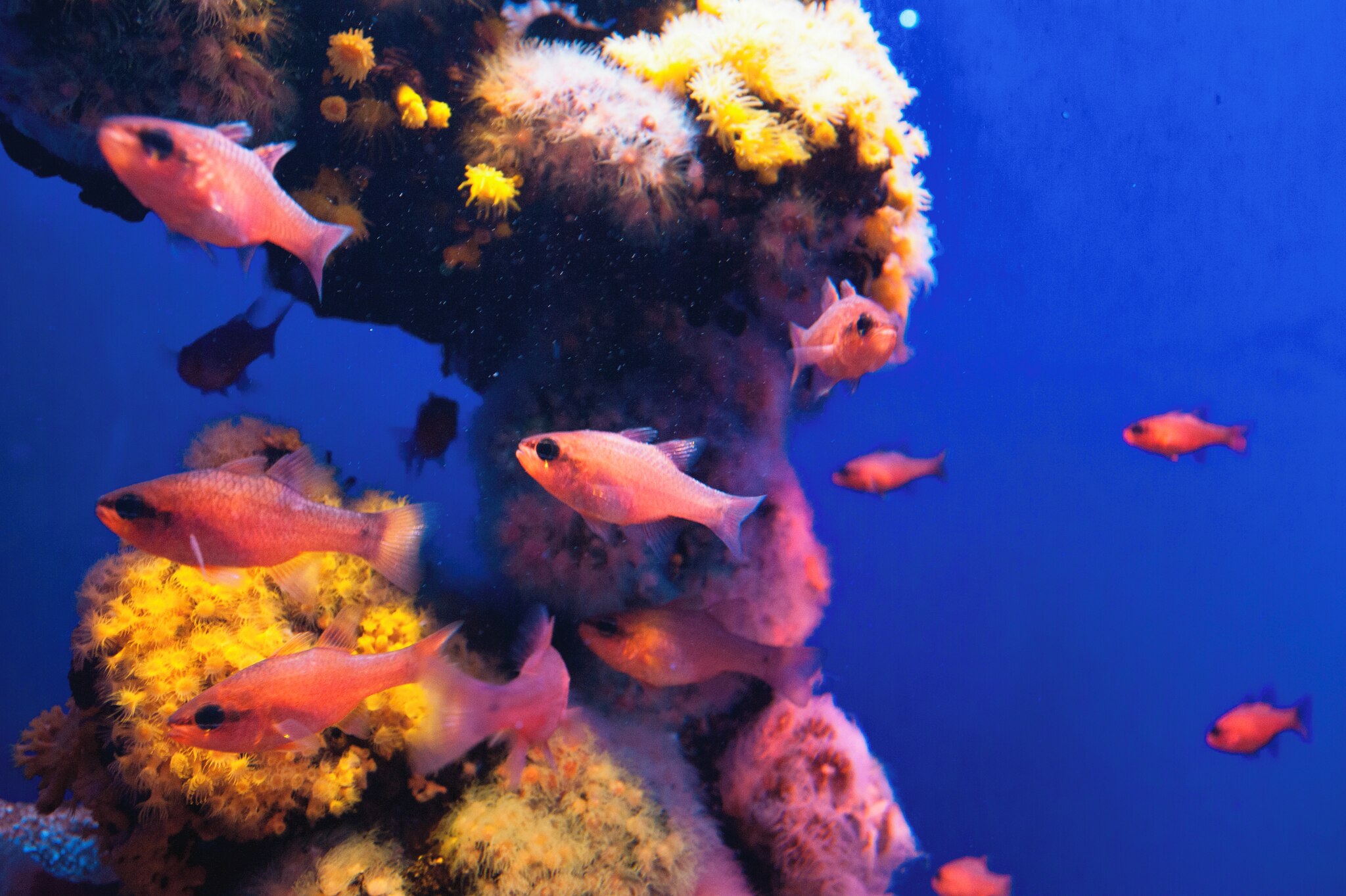 Poema del Mar Aquarium