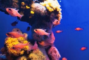Poema del Mar Aquarium