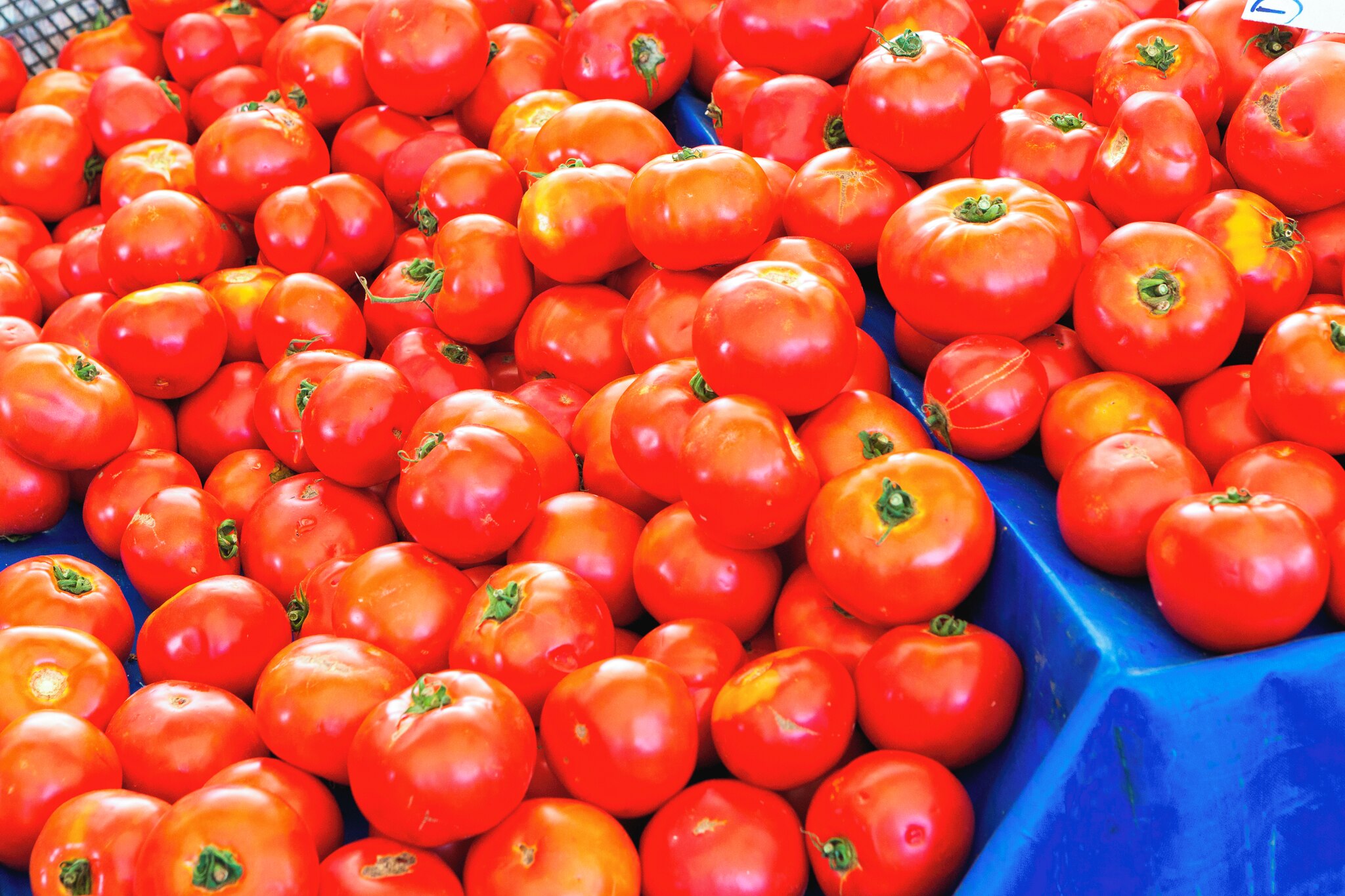 Mercado Municipal Market