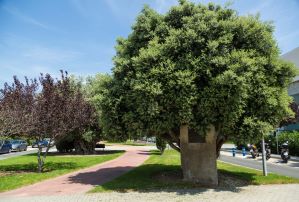 Olive trees monumental