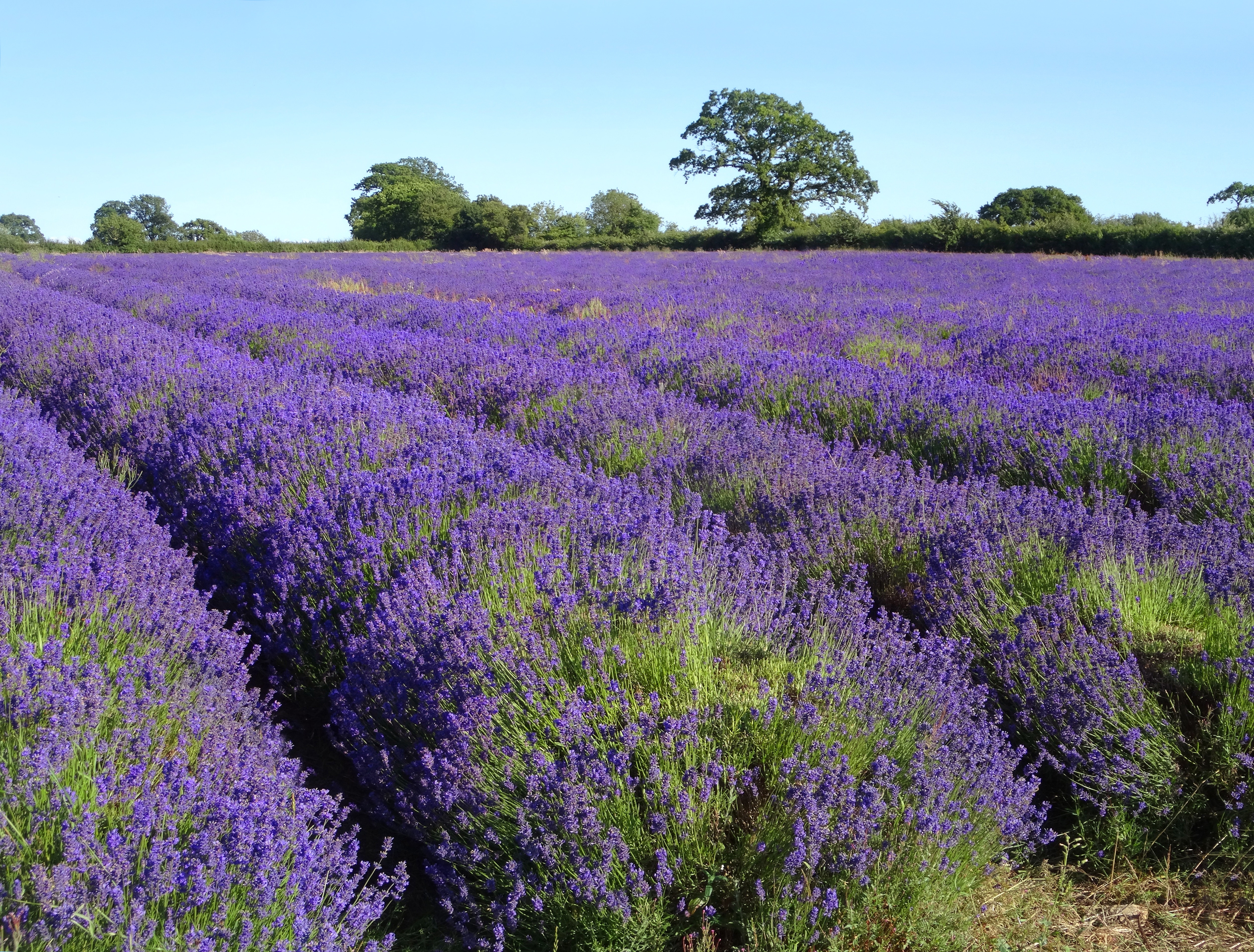 Jersey Holidays 2020 2021 Jet2holidays