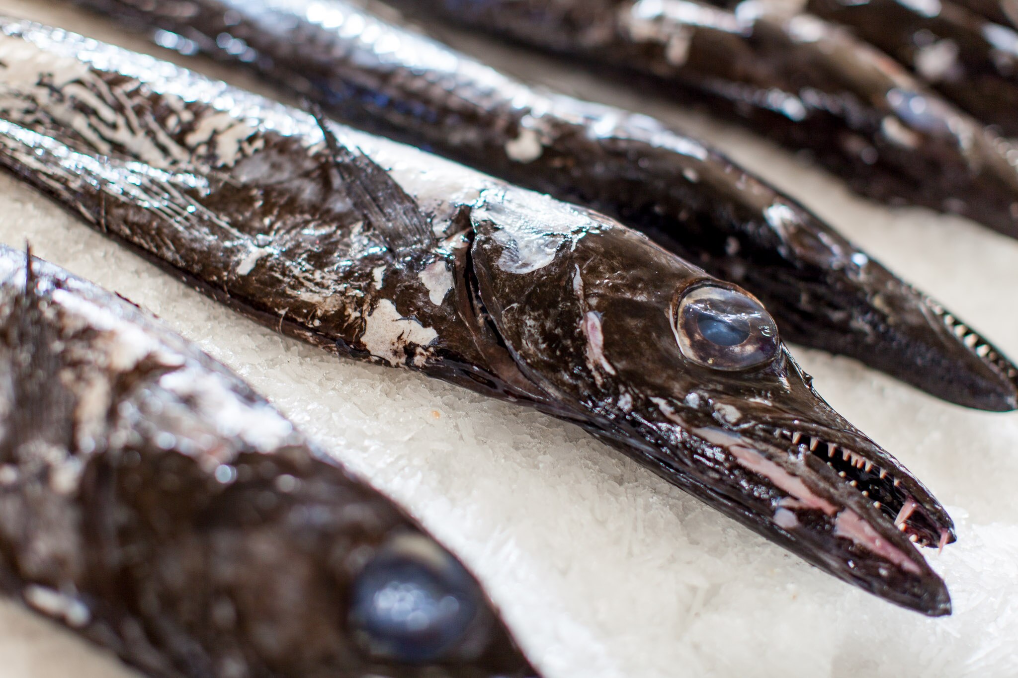 Black Scabbardfish Madeira Jet2holidays Black Scabbardfish Madeira Jet2holidays