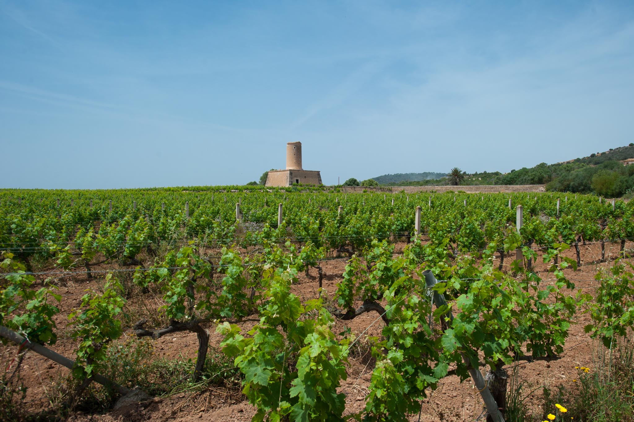 Jaume Mesquida Winery