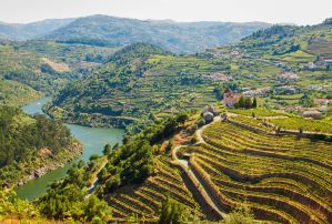 Alto Douro wine region