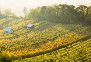 Moravian Wine trails
