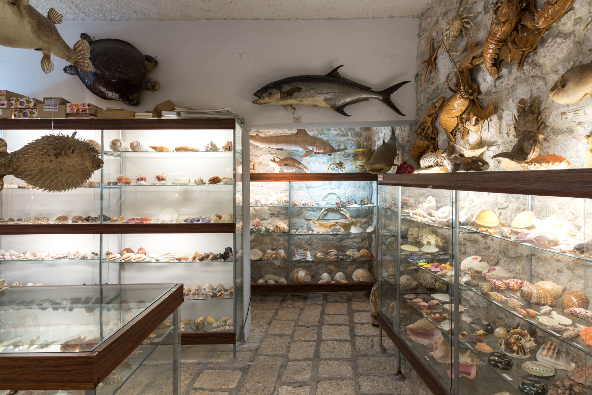 Malacological Museum