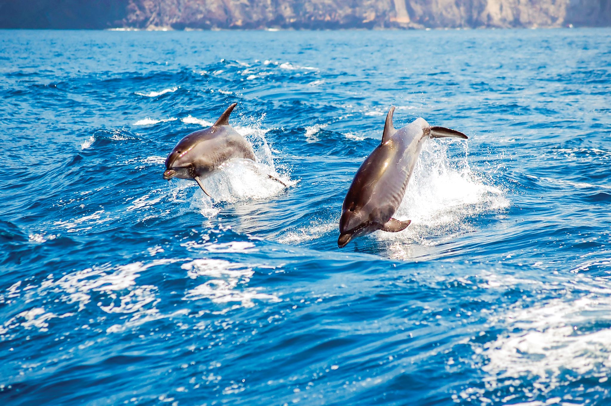 Dolphin spotting
