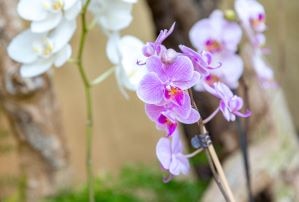 Orchid Garden Sitio Litre