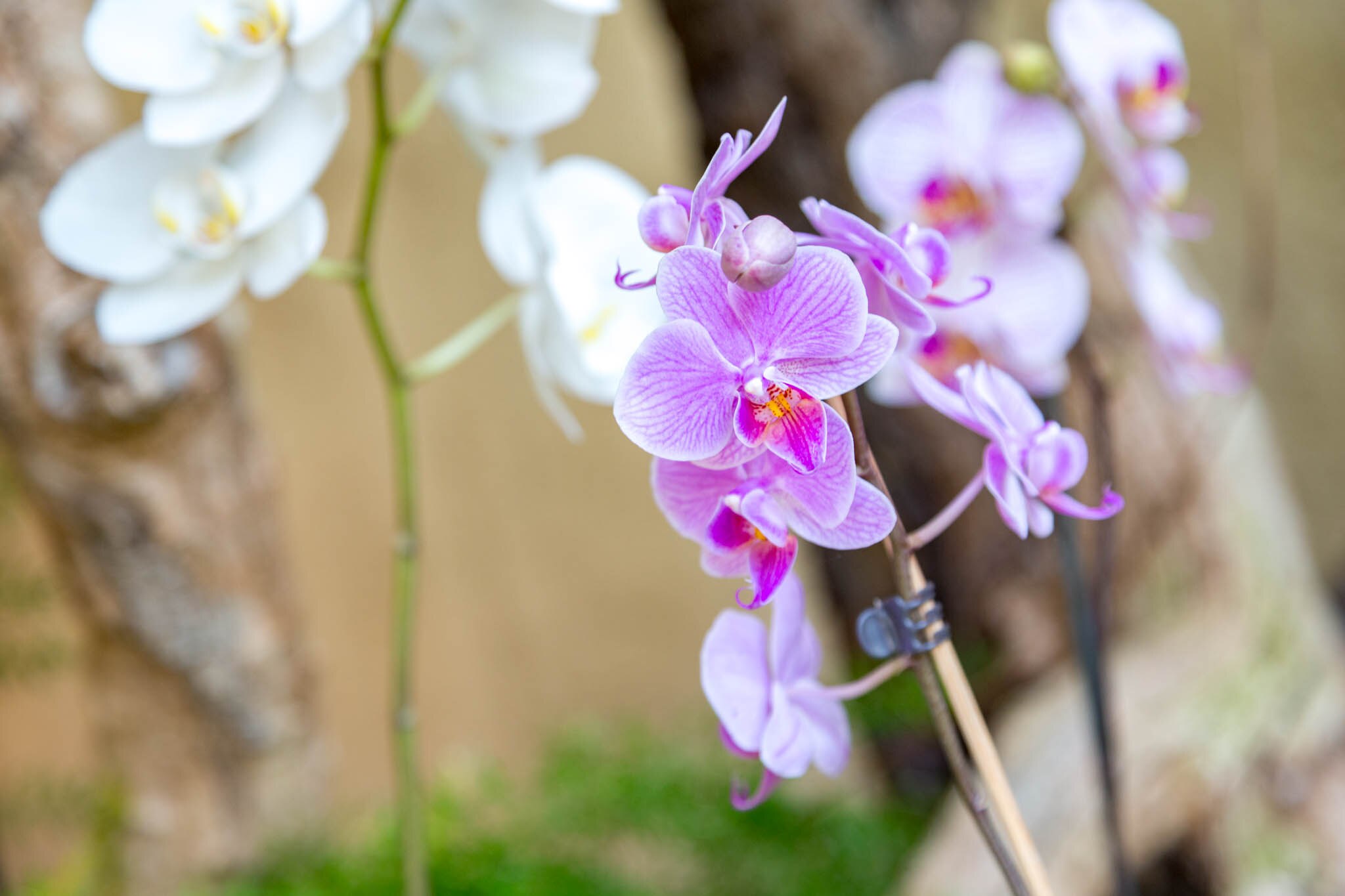 Orchid Garden Sitio Litre