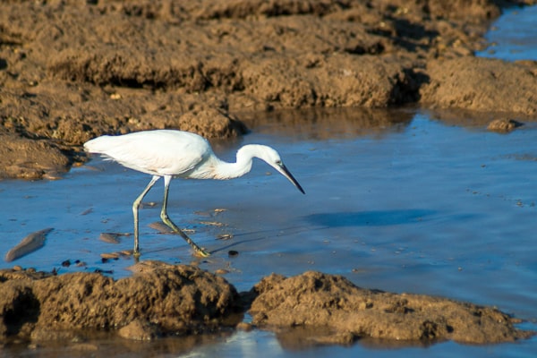 Reserva Natural Laguna de el Portil