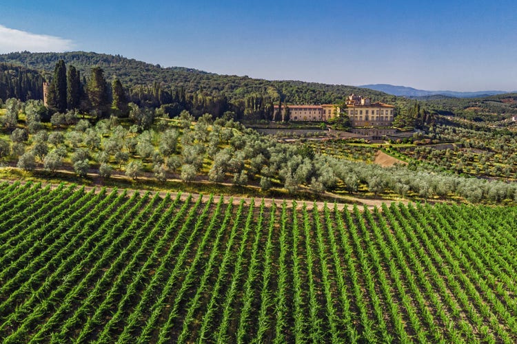 A lush vineyards and olive groves in San Donato in Collina, with a charming building amidst the greenery.