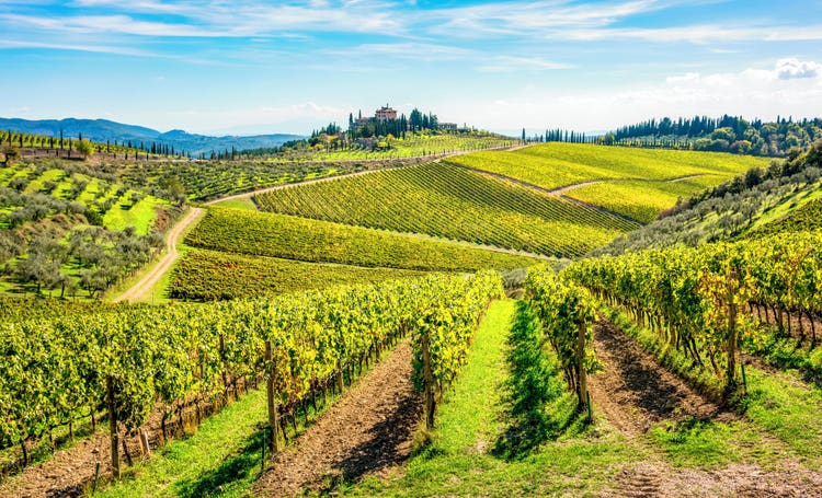 Lush, rolling vineyards and olive groves in the scenic Tuscany area, showcasing vibrant green landscapes.