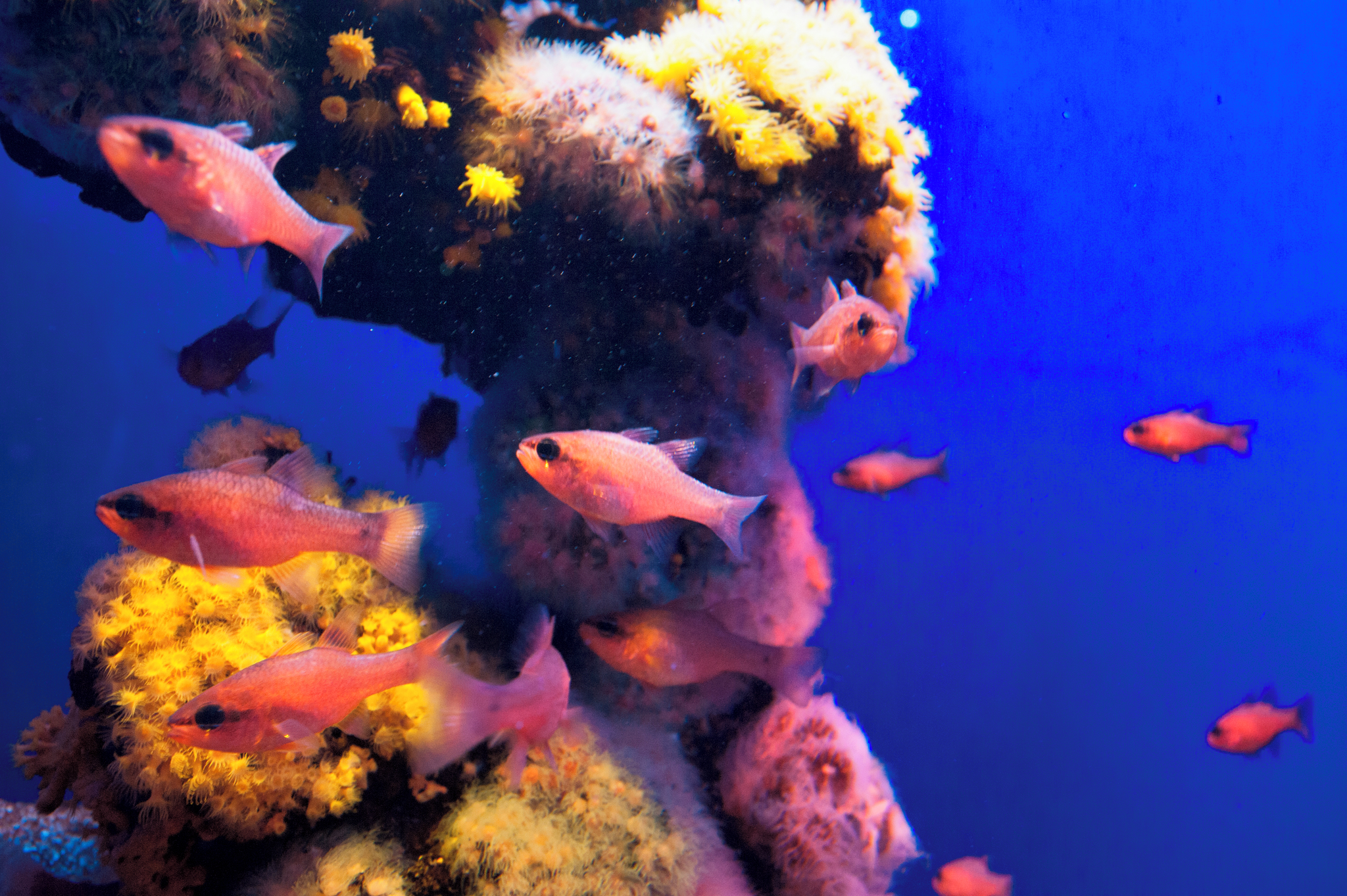 Poema del Mar Aquarium