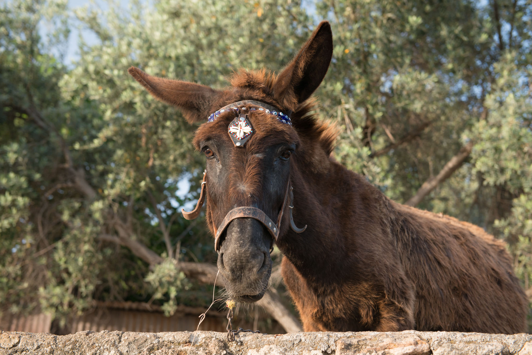 Corfu Donkey Rescue