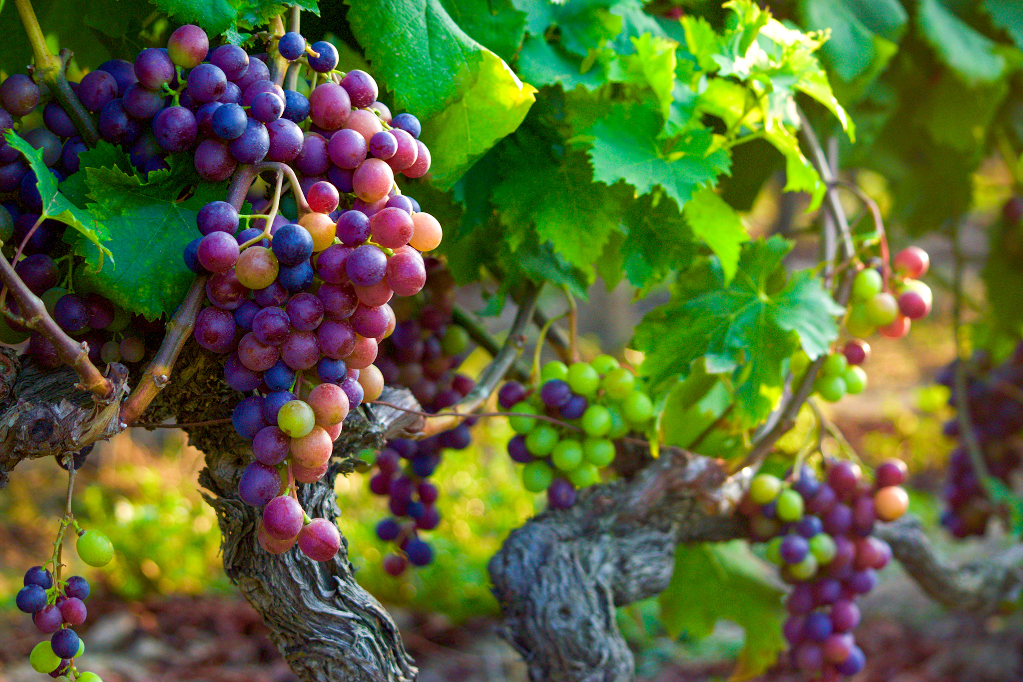 Lefkaditi Gi Winery