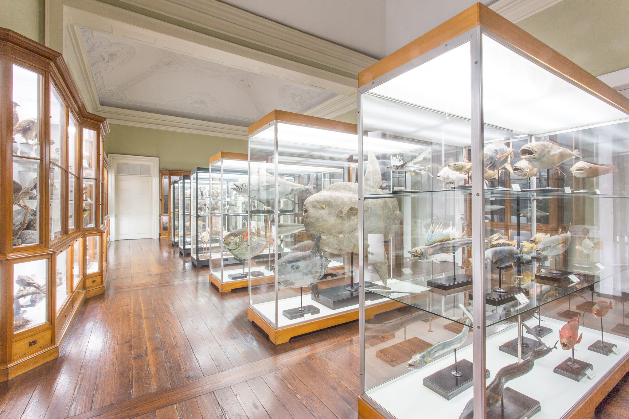 Museum of Natural History